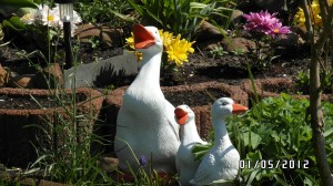 2012 - Sonneneck im Detail - Bild 12