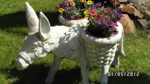 2012 - Sonneneck im Detail - Bild 11