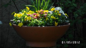 2012 - Sonneneck im Detail - Bild 13